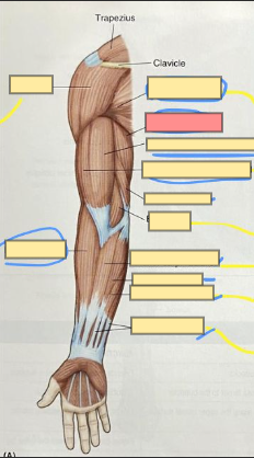 <p>posterior arm to ulna</p><p>extends the lower arm </p>