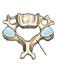 <p><span>The bony part identified in this figure is the:</span></p>