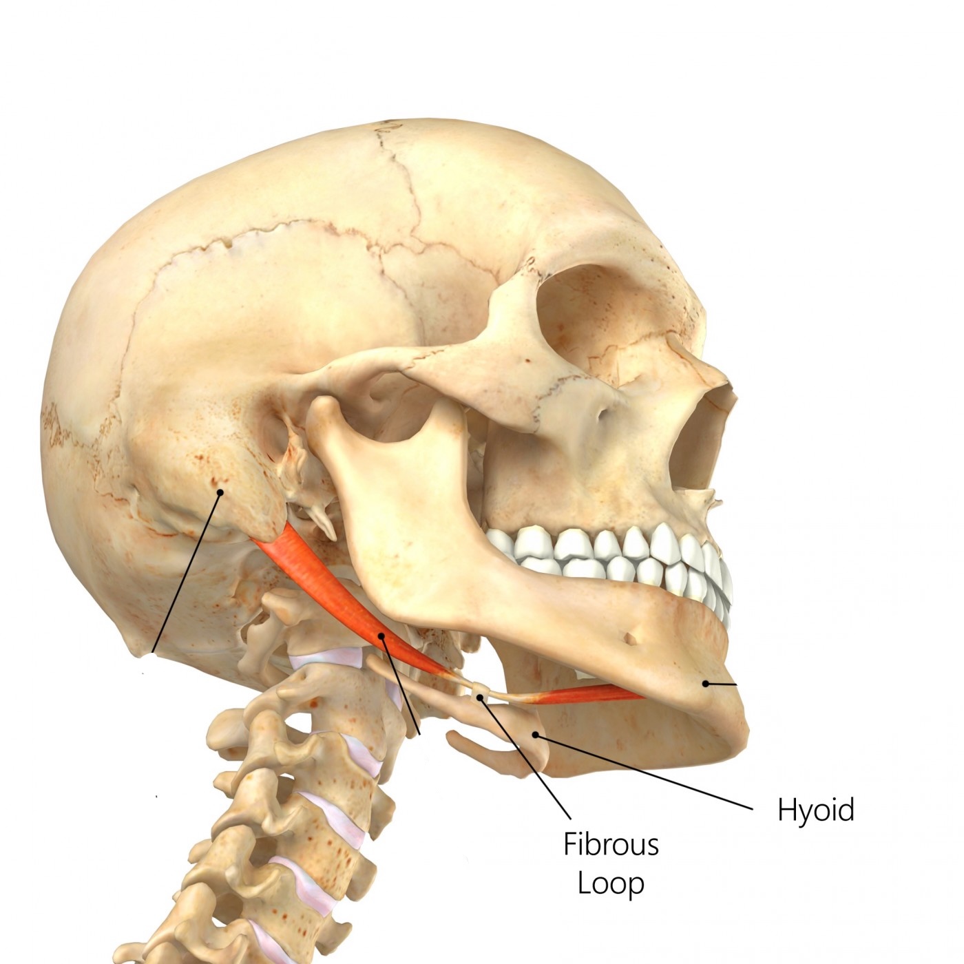 <p>Hyoid bone</p>