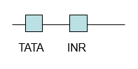 <p>INR= initiator, a core promoter element. </p>