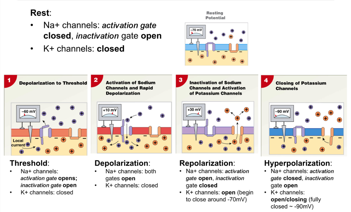 <p>RMP</p><ul><li><p>Na+ channels: activation gate closed, inactivation gate open</p></li><li><p>K+ channels: closed</p></li></ul><p>Depolarization</p><ul><li><p>Na+ channels: activation gate opens, inactivation gate closes</p></li><li><p>K+ channels: closed</p></li></ul><p>Repolarization</p><ul><li><p>Na+ channels: activation gate closes, inactivation gate closed</p></li><li><p>K+ channels: open&nbsp;&nbsp;</p></li></ul><p>Hyperpolarization</p><ul><li><p>Na+ channels:&nbsp;activation gate closed, inactivation gate opens (around <strong><u>-40mV</u></strong>)</p></li><li><p>K+ channels begin closing -70mV, fully closed at <strong><u>-90mV</u></strong></p></li></ul><p></p>
