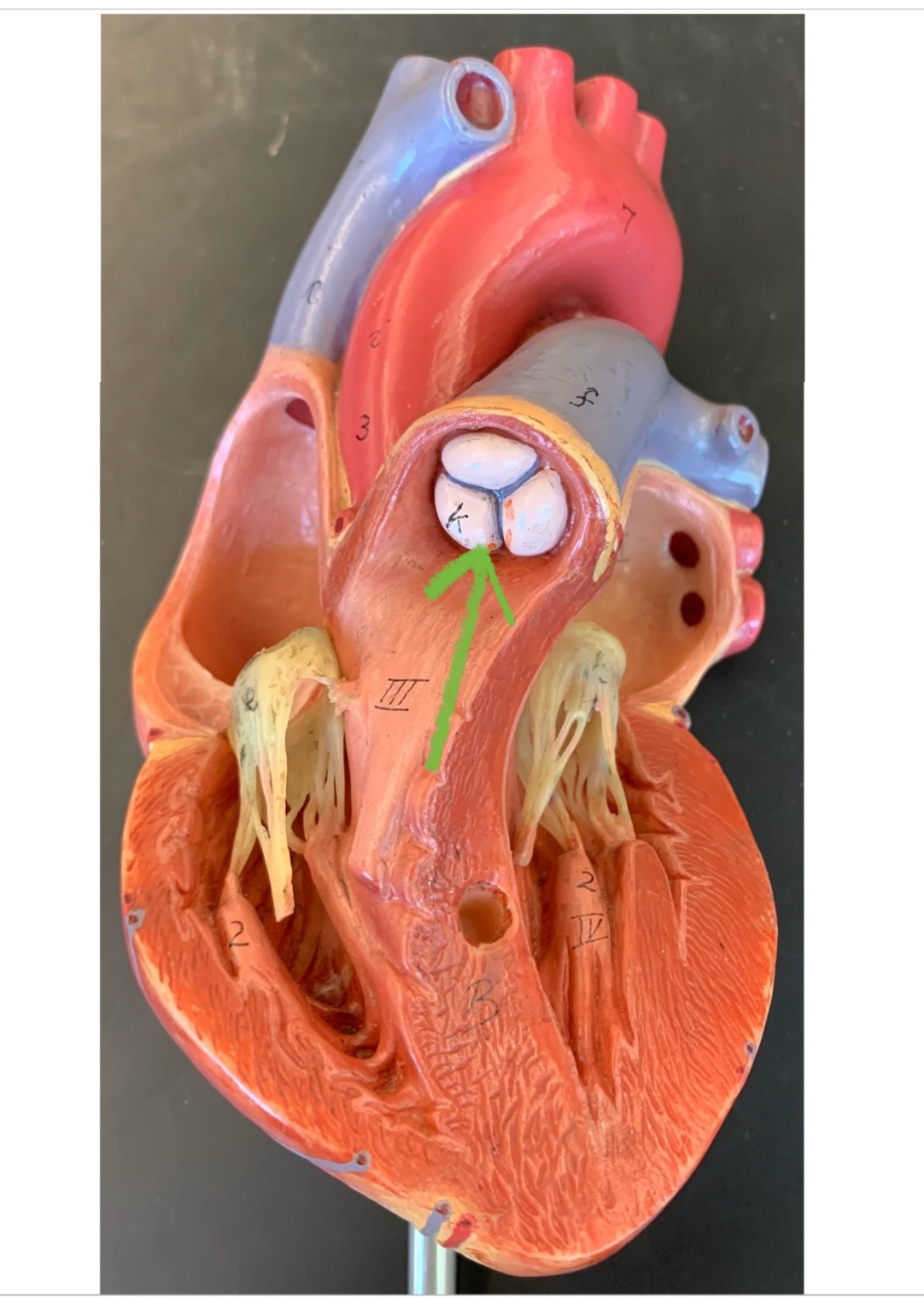 knowt flashcard image