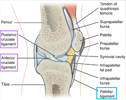 <p>located outside of joint capsule</p><p>ex. patellar ligament</p>