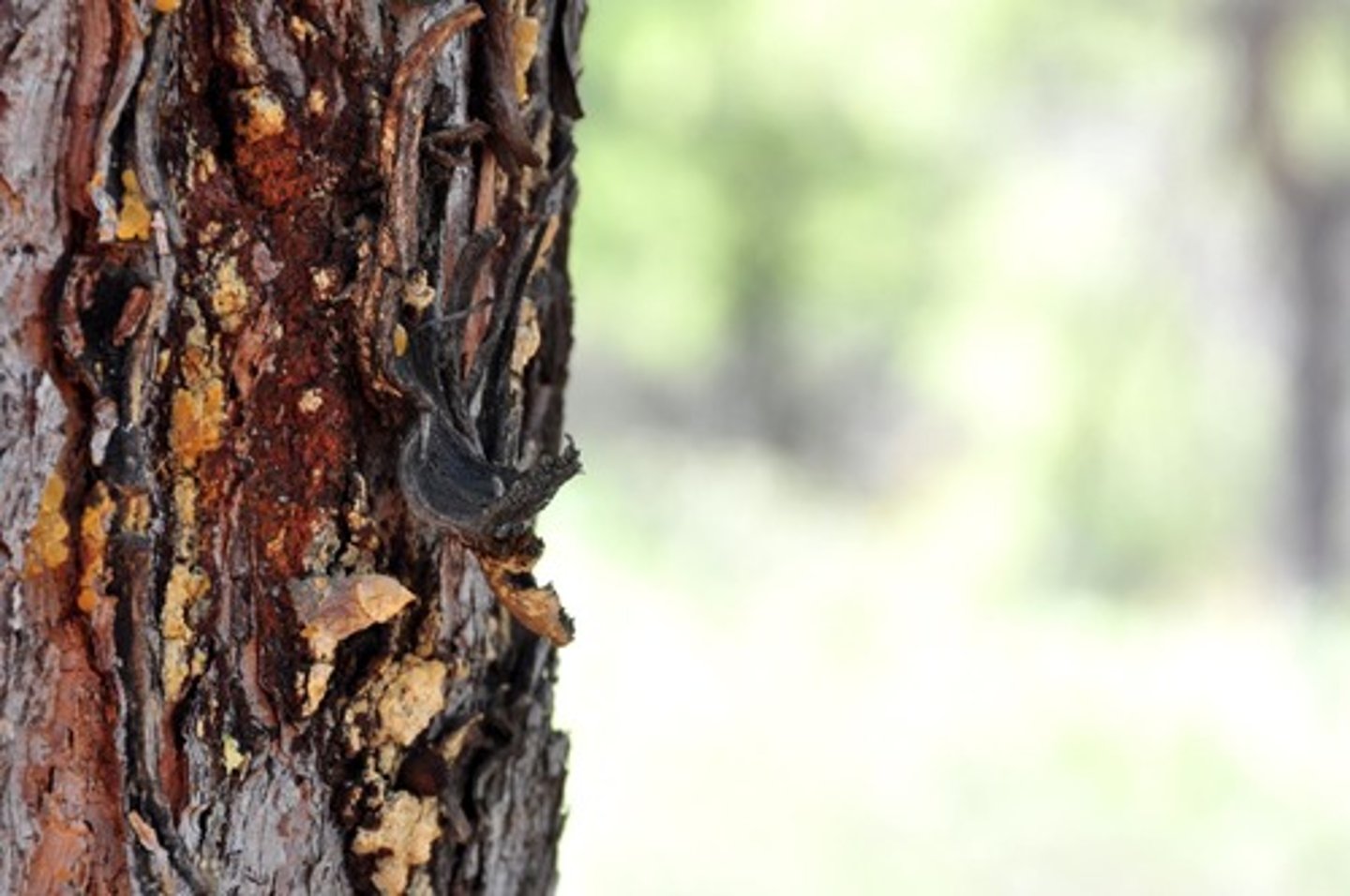 <p>bark, peel</p>