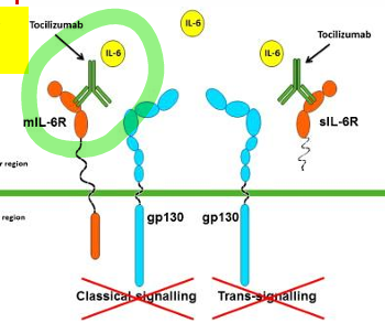 <p>binds the membrane bound and soluble IL-6 RECEPTOR </p>
