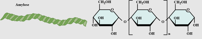 <p>unbranched starch</p>