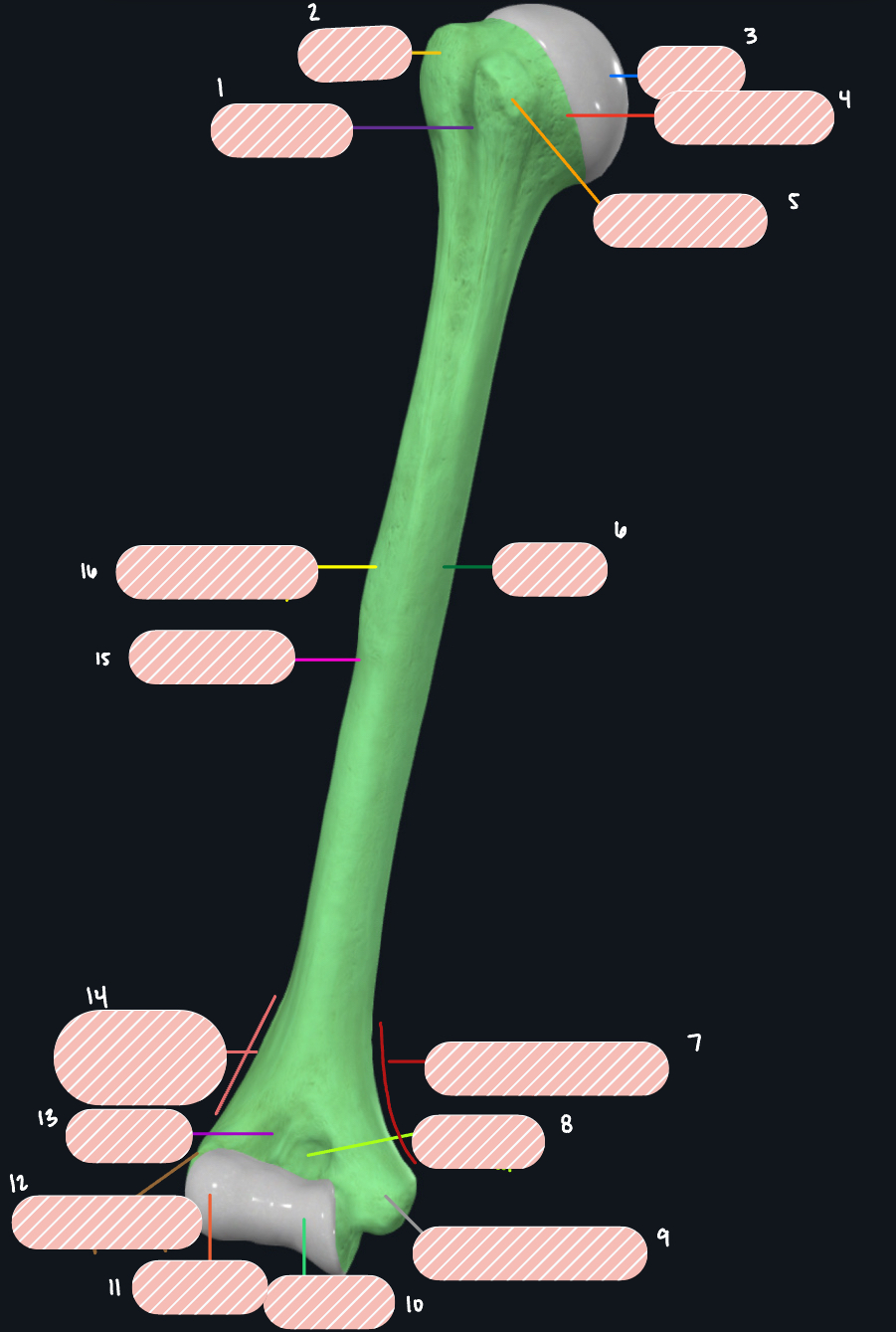 <p>What bone is this?</p>