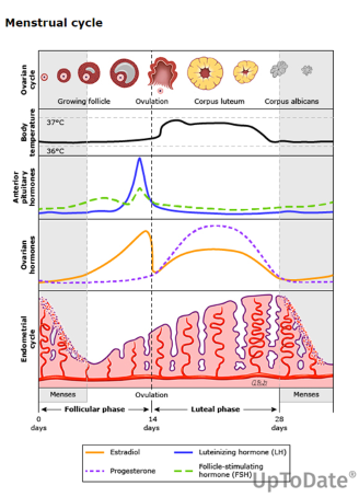 <p>Progesterone works via a negative feedback loop to prevent the LH surge, which leads to ovulation (see chart) </p>