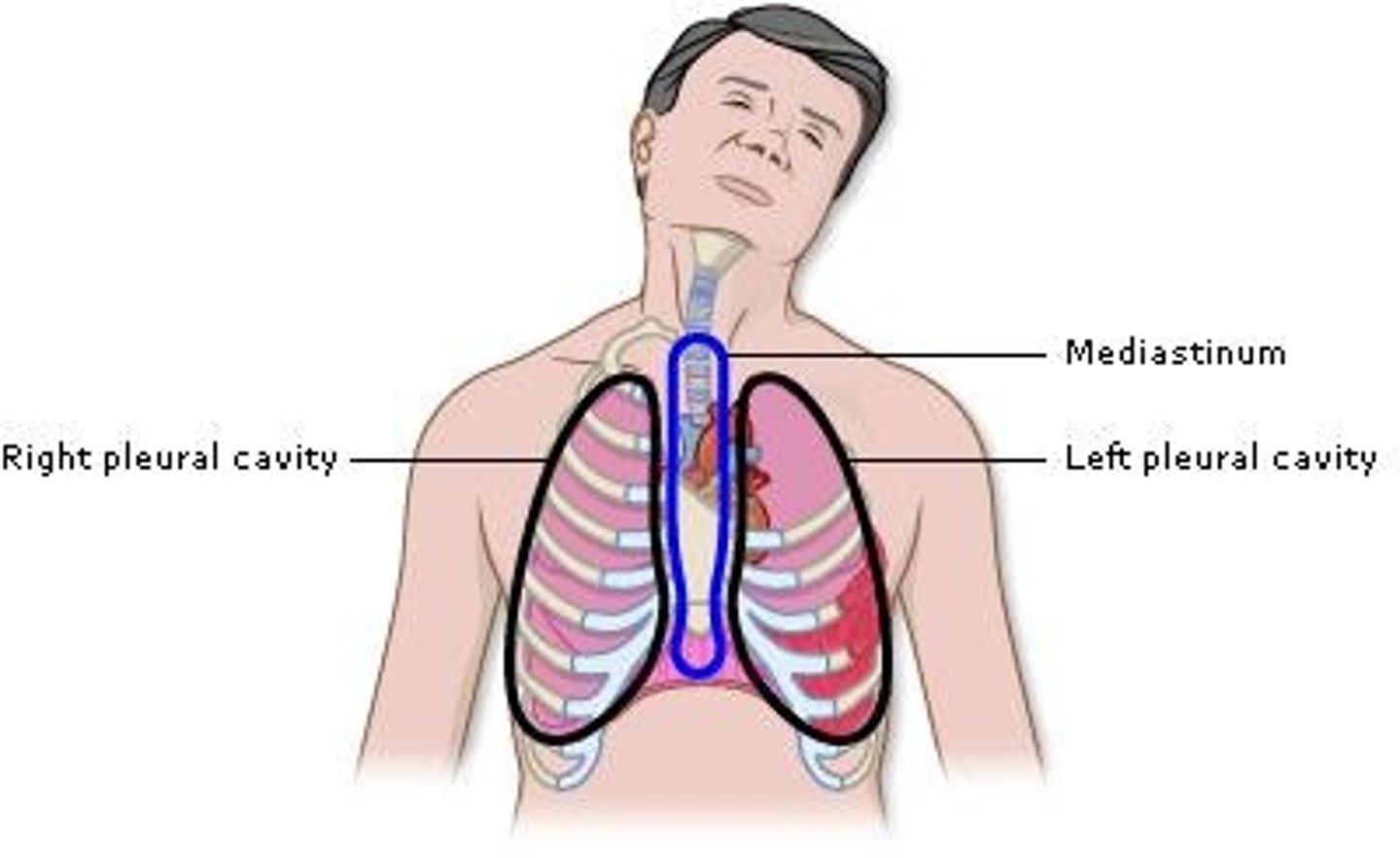 <p>Contains right and left pleural cavities.</p>