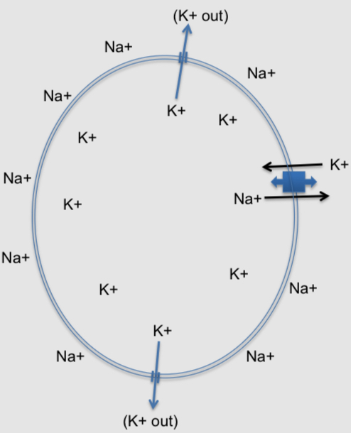 <ul><li><p>They are channels permanently open to potassium ions freely move in or out of the cell</p></li><li><p>Since K+ ions are 30x more concentrated inside the cell than out, they are more likely leave the cell than enter it </p></li><li><p>This is the force of diffusion, which competes with force of electrostatic pressure</p></li><li><p>K+ ions leave the cell because of diffusion and they enter the cell because it is negatively charged inside rather than outside</p></li><li><p>The forces because equal and opposite when the membrane potential falls to -90 mV</p></li></ul><p></p>