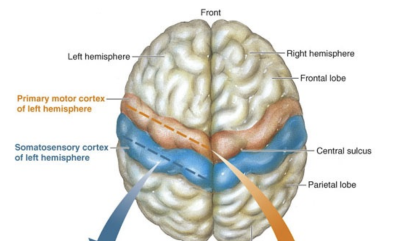 <p>What is the primary function of the <strong>primary motor cortex</strong>?</p>