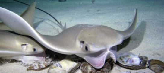 <p>It’s a cownose ray!</p><p>• Cownose ray (Rhinoptera bonasus) – sharply angled wing tips, massive snout nearly split with a midline grove</p><p>• Habitat: near shores and bays</p><p>• Diet: mollusks, forms large feeding schools</p><p>• Reproduction: viviparous</p><p>• IUCN Status: vulnerable</p>