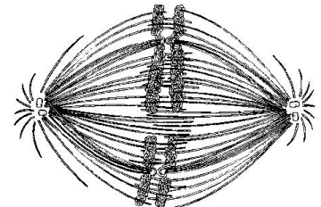 If the cell whose nuclear material is shown at right continues toward completion of mitosis, which of the following events would occur next? 

a. cell membrane synthesis 

b. spindle fiber formation 

c. nuclear envelope breakdown 

d. formation of telophase nuclei 

e. synthesis of chromatids