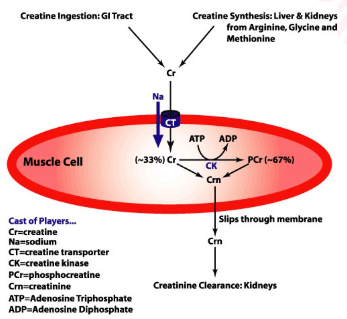 <ul><li><p><span style="background-color: transparent;">Urinaire metabolieten zoals bv. creatinine (zit in urine = afvalstof die uit spieren komt v stof creatine = evenredige hoeveelheid in urine)</span></p></li></ul><p><span style="background-color: transparent; font-family: "Noto Sans Symbols", sans-serif;">🡺</span><span style="background-color: transparent; font-family: "Times New Roman", serif;"> </span><span style="background-color: transparent;">Indirecte maat voor spiermassa</span></p><ul><li><p><span style="background-color: transparent;">Principe:</span></p><ul><li><p><span style="background-color: transparent;">Creatine voor 98% in spieren</span></p></li><li><p><span style="background-color: transparent;">Omzetting creatine(fosfaat) => creatinine</span></p></li><li><p><span style="background-color: transparent;">Uitscheiding creatinine via nieren</span></p></li><li><p><span style="background-color: transparent;">Uitscheiding evenredig met creatinegehalte in spieren</span></p></li><li><p><span style="background-color: transparent;">1 mg creatinine = 17-18 g spiermassa (vrouw)</span></p></li><li><p><span style="background-color: transparent;">1 mg creatinine = 23 g spiermassa (man)</span></p></li></ul></li></ul><p></p>