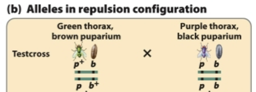 <p>Predict the progeny from this test cross and identify the recombinant and nonrecombinant progeny.</p>