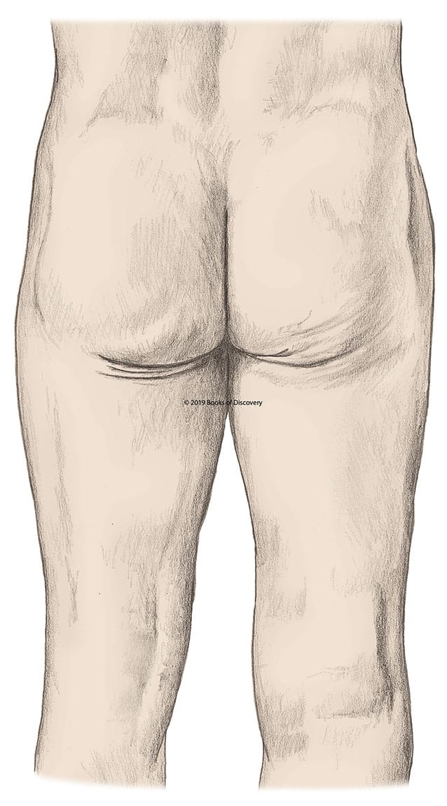 <p>identify where the sacrum is located</p>