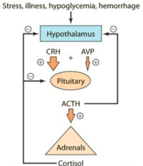<p>Hypothalamus → releases CRH (Corticotropin-Releasing Hormone) + AVP (less important) on pituitary</p><p>Anterior Pituitary → releases ACTH (Adrenocorticotropic Hormone) on adrenal gland</p><p>Adrenal gland → releases glucocorticoids (cortisol).</p><p><span><span>↑ Cortisol levels → signal hypothalamus & pituitary to stop producing CRH & ACTH.</span></span></p><p></p>