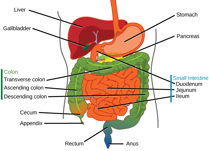 <ul><li><p>Aid in digestion and are outside of the alimentary canal</p></li><li><p>secrete their contents into the canal via ducts</p></li></ul>