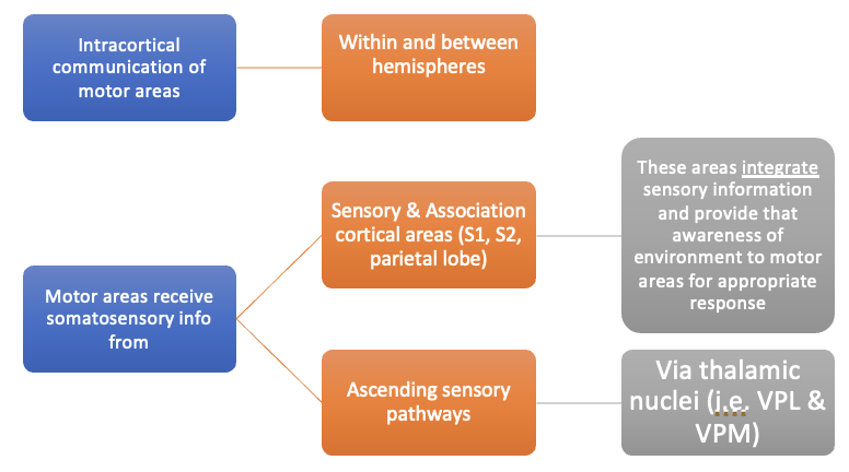<p>intracortical communication of motor areas within and between hemispheres</p><p>sensory and association cortical areas, ascending sensory pathways</p>