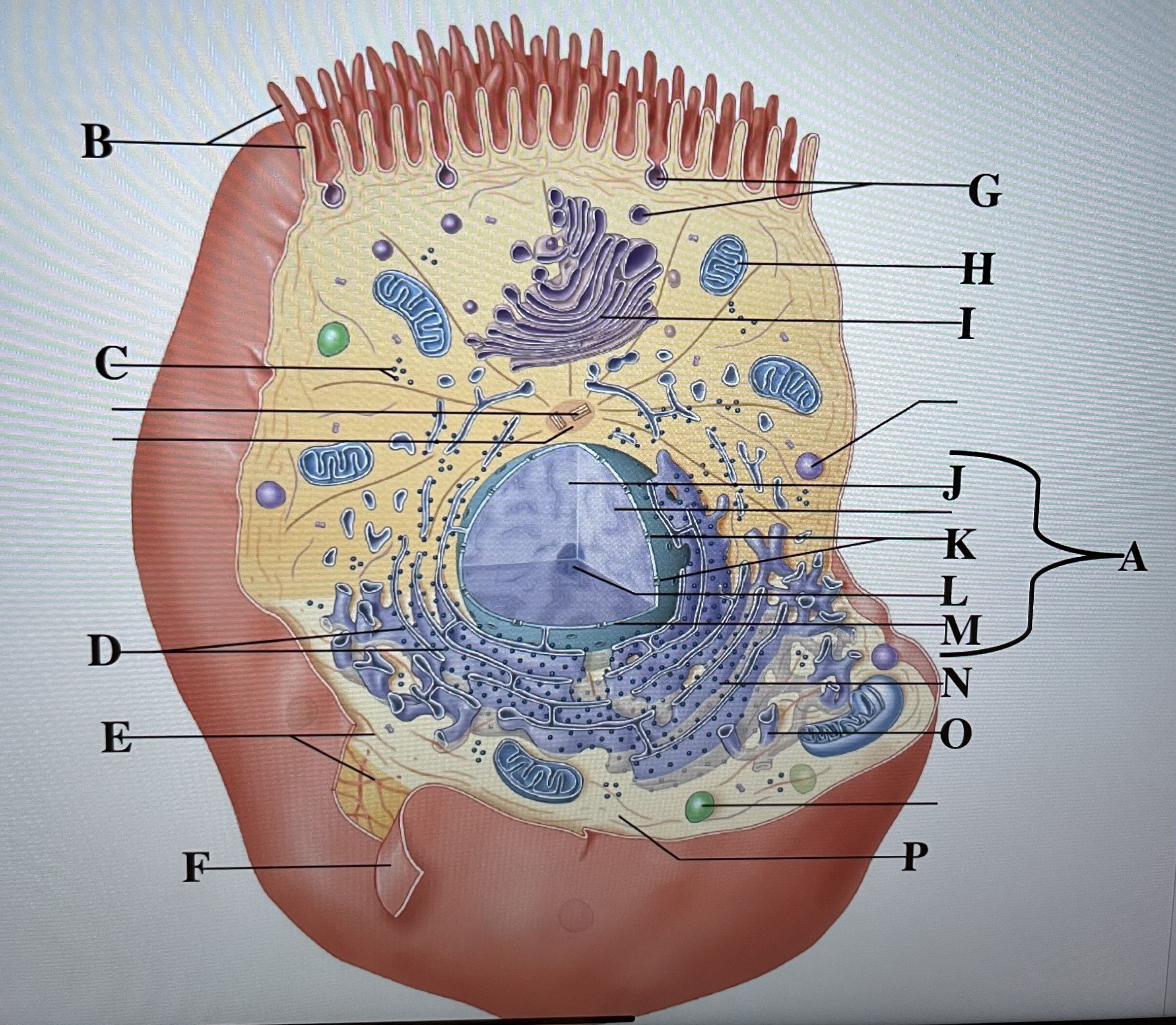 In the figure above, letter ____ is the Golgi apparatus and letter _ is the mitochondrion 