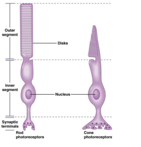 <p>vertebrate photoreceptors</p><p></p>
