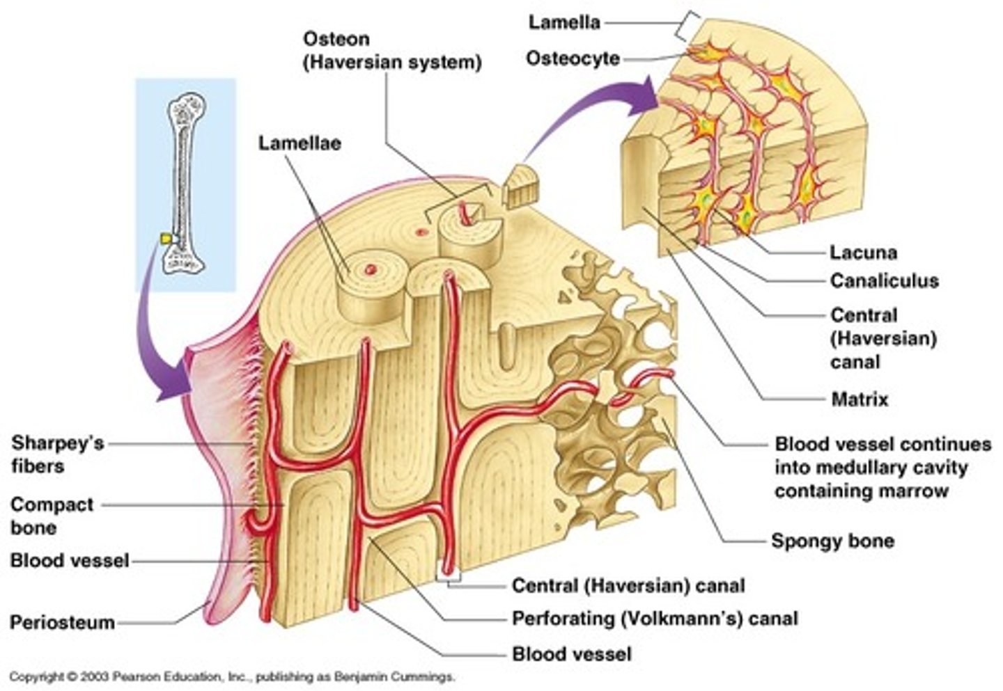 <p>compact and spongy bone; structural units - osteon</p>