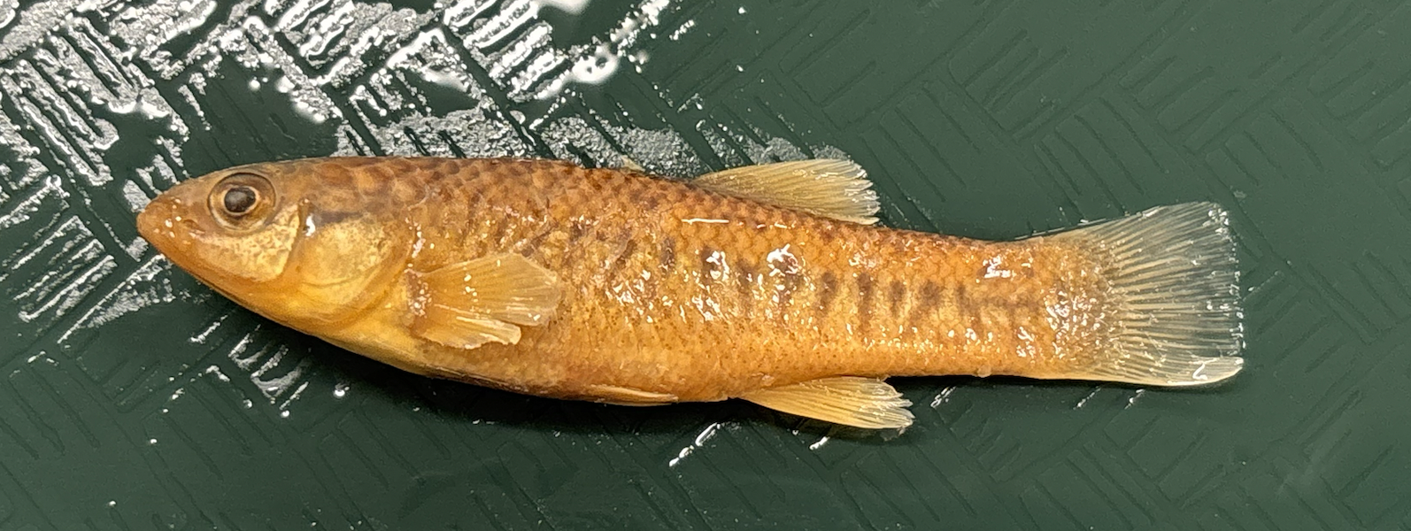 <p>F. parvipinnis</p>