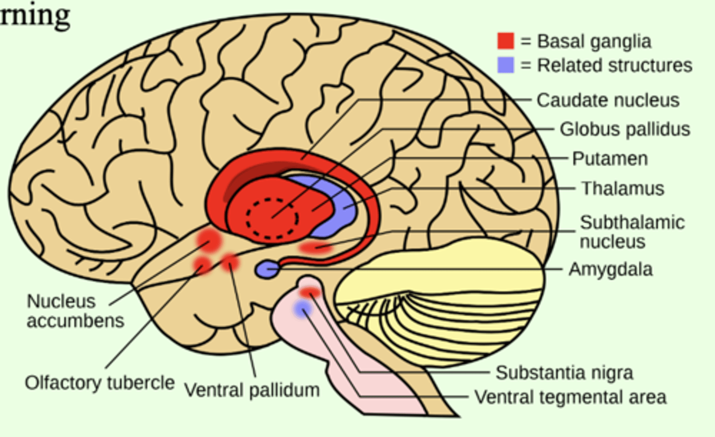 <p>- situated at the base of the forebrain and top of the midbrain</p><p>- upper part--including the caudate nucleus, putamen, and globus pallidus--is important in action selection, motor sequencing, and motor reward learning</p><p>- lower part--particularly the nucleus accumbens--is important in reward learning</p>