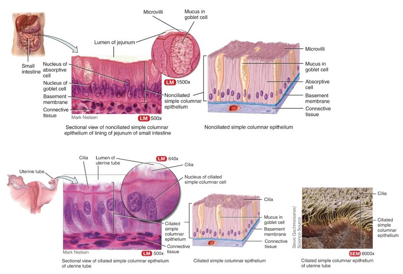 <p>single layer of rectangular cells; non-ciliated: contain microvilli to increase surface area and rate of absorption in GI tract, ciliated: help move fluids or particles along a surface in bronchioles and fallopian tubes</p>