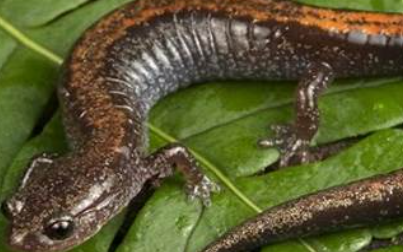 <p>Plethodon cinereus</p>