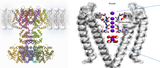 <p>Key features of potassium channels</p>