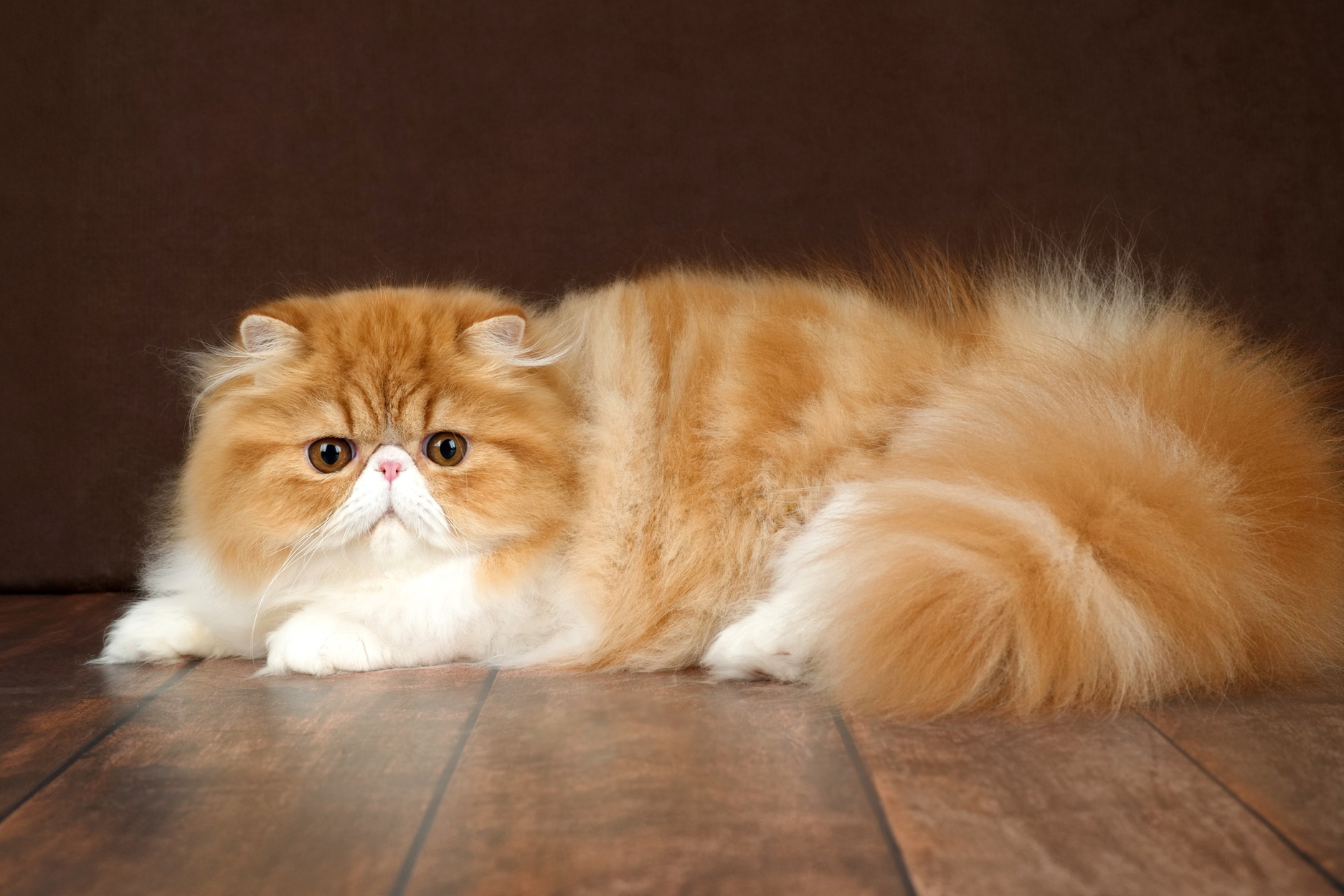 <p>breed? (feline behaviour)</p>