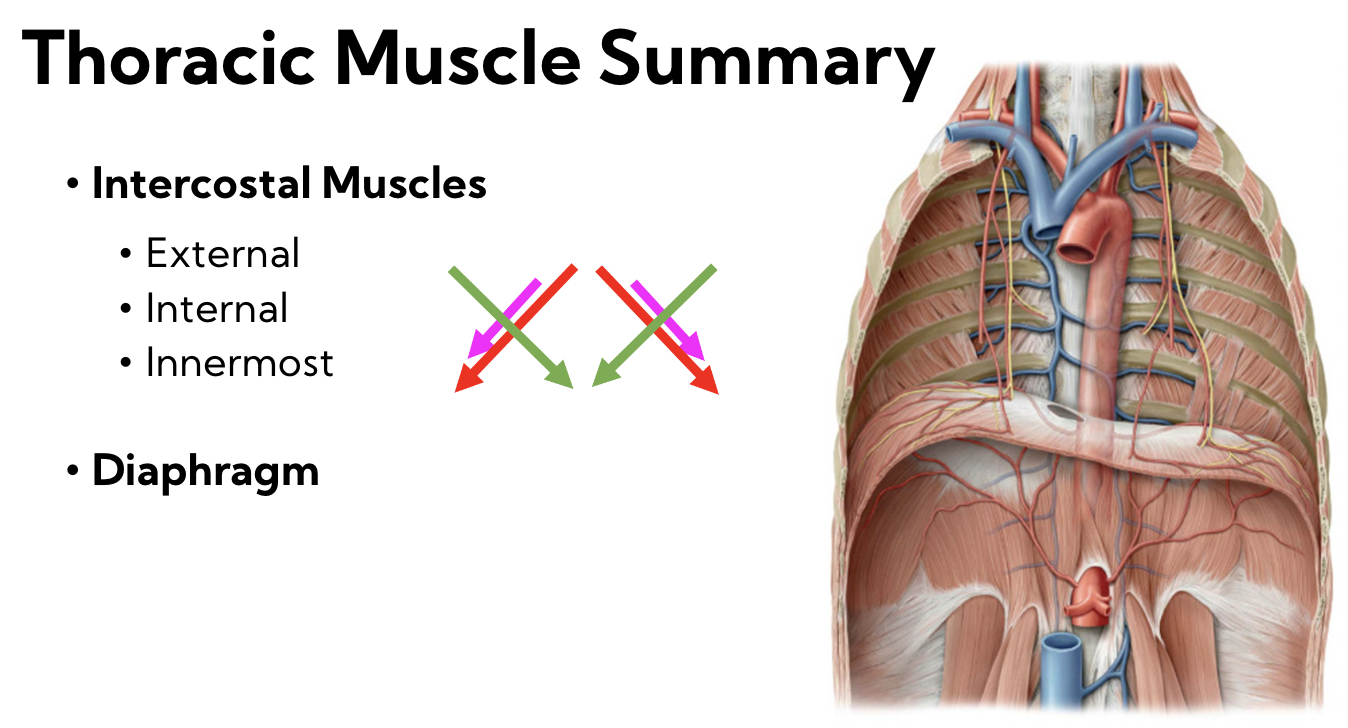 Intercostal muscles 

* external 
* internal
* innermost 

\
Diaphragm 

\

