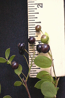 <p>sparkleberry, Vaccinium arboreum (Ericaceae)</p>