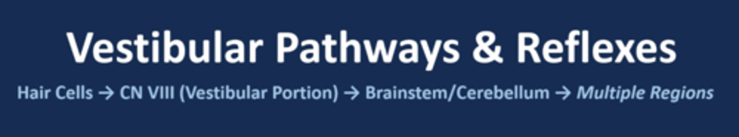 <p>hair cells --> CN VIII (vestibular portion) --> brainstem/cerebellum --> multiple regions</p>