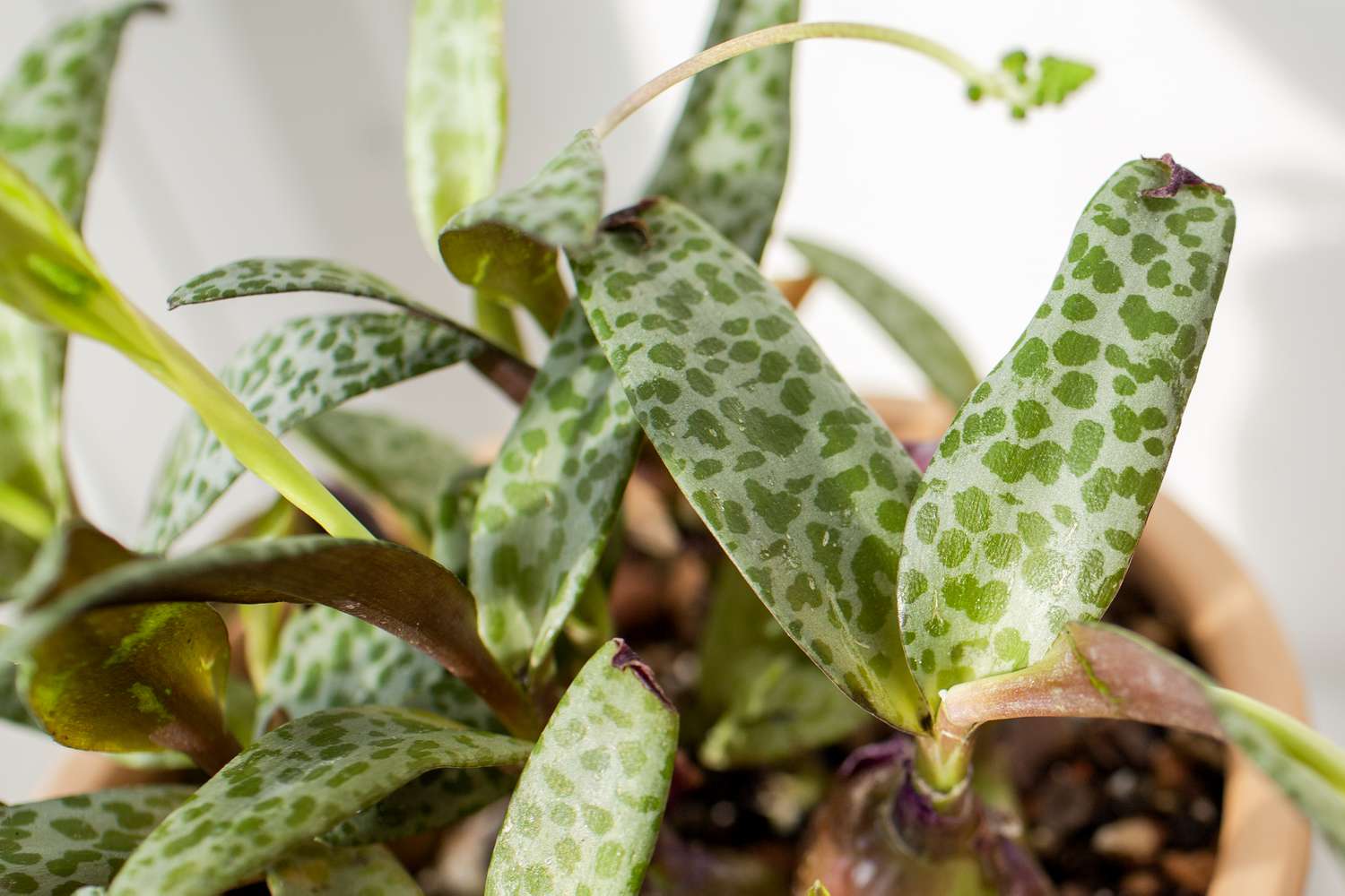 <p><span><em>Ledebouria socialis - </em>cold hardiness (perennial), growing in colonies, grows 6-10 in tall, teardrop shaped bulb above ground, avoid watering on schedule, partial shade, mesophyte, pink flowers, interior plant, mildly toxic in all parts</span></p>