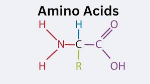 <p>NH2 = Amine group COOH = carboxylic acid group</p>