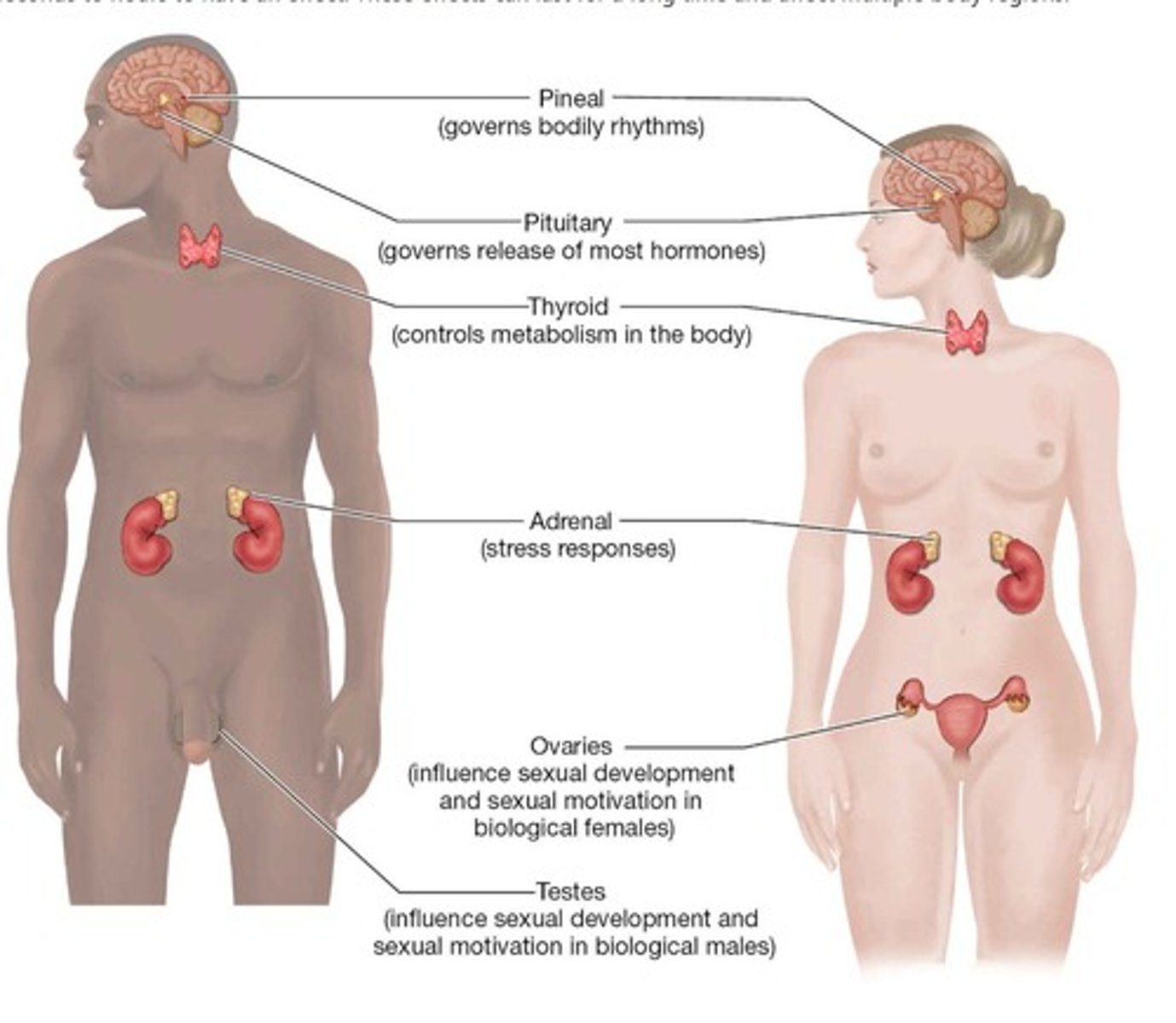 <p>The endocrine glands include the pineal gland, the adrenal glands, the pituitary gland, the thyroid, and the testes or ovaries</p><p>The glands in the endocrine system work with the nervous system by releasing chemicals that influence mental activity and behavior.</p>
