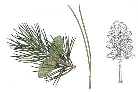<p><em>Pinus resinosa</em></p>