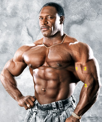 <p>What is muscle indicated by the yellow 3? </p>