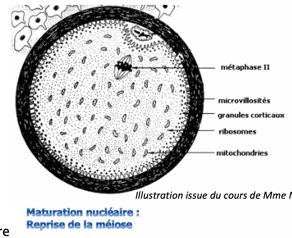 <p>Formation de l&apos;ovocyte haploïde (23 chromosomes à 2 chromatides) et d&apos;un <strong>globule polaire</strong> qui est une petite cellule dont le <strong>noyau est identique à celui de l&apos;ovocyte</strong> mais dont le cytoplasme est beaucoup plus petit. \n Le 1er globule polaire (GP1) est expulsé dans <strong>l&apos;espace périvitellin</strong>, il reste collé au noyau. Il y a ensuite un nouveau <strong>blocage en métaphase de M2</strong> sous l’action du <strong>CSF</strong> (Cytostatic Factor). C’est sous cette forme qu’il est <strong>prêt à être fécondé</strong> même s’il n’a pas terminé sa méiose.</p>