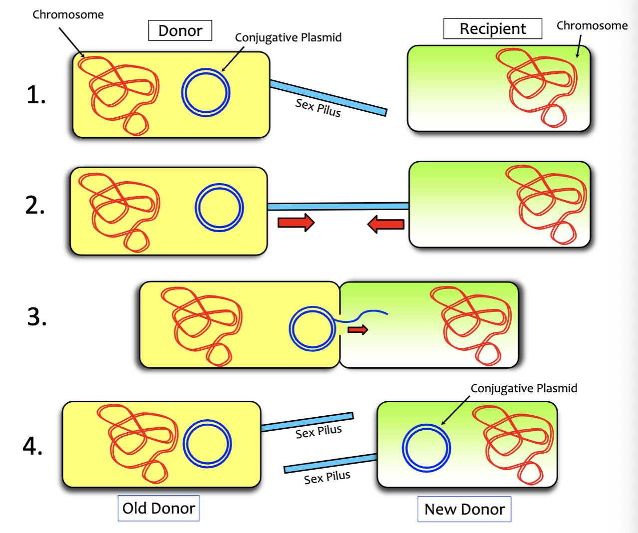 <ol><li><p><span>The donor bacterial cell synthesizes a special conjugative or sex pilus. The genes that enable transfer (tra genes) encode this sex pilus are often found on the “conjugative plasmid”.</span></p></li><li><p><span>The donor’s sex pilus attaches to the recipient cell.</span></p></li><li><p><span>Upon contact with another cell, the donor cell retracts its sex pilus, and a pore is formed directly between the two cells, allowing the transfer of a single-stranded copy of the</span><br><span>plasmid into the recipient cell.</span></p></li><li><p><span>The single-stranded copy of the conjugative plasmid circularizes and replication completes the complementary strand. Upon acquiring this conjugative plasmid, the recipient cell has become a new donor.</span></p></li></ol><p></p>