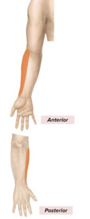 <p>Sensory: lateral forearm<br>Motor: all anterior arm muscles; forearm flexion, forearm supination</p>