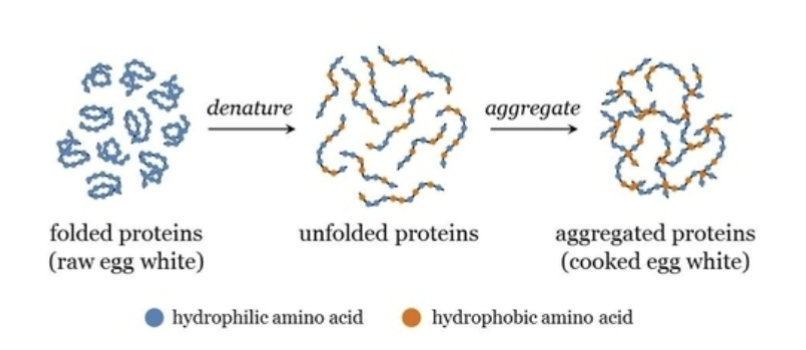 <p>Change in secondary/tertiary structure</p><p>• Poor solubility in aqueous or detergent solvents</p><p>• Aberrant sub-cellular or extracellular localisation</p>
