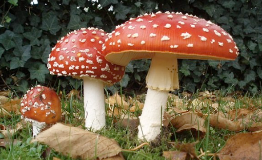 Naturally occurring organic poison produced by metabolic activities of living cells or organisms