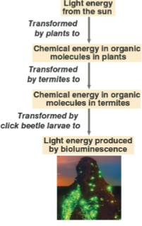 <p>First Law of Thermodynamics</p>