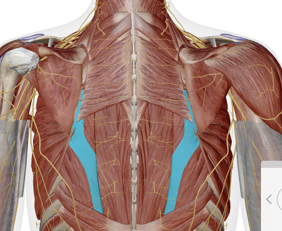 <p>illiocostalis (lateral) group</p>