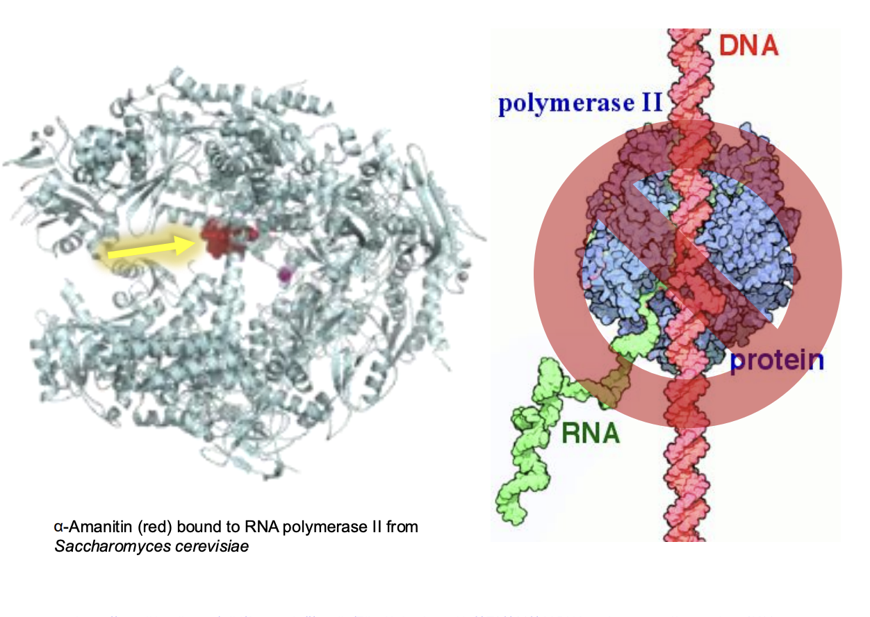 <ul><li><p><span style="background-color: inherit; line-height: 19.55px; color: windowtext;"><span>Amatoxin (red) combine to RNP II -> enzyme cannot bind to DNA template (competitive inhibitor)</span></span><span style="line-height: 19.55px; color: windowtext;"><span> </span></span></p></li><li><p class="Paragraph SCXO157996946 BCX0" style="text-align: left;"><span style="background-color: inherit; line-height: 19.55px; color: windowtext;"><span>Toxin can travel through stream and reach other organs -> dmg to liver, heart, brain</span></span><span style="line-height: 19.55px; color: windowtext;"><span> </span></span></p><ul><li><p class="Paragraph SCXO157996946 BCX0" style="text-align: left;"><span style="background-color: inherit; line-height: 19.55px; color: windowtext;"><span>Inhibition + organ failture = irreversible</span></span><span style="line-height: 19.55px; color: windowtext;"><span> </span></span></p></li></ul></li></ul><p></p>