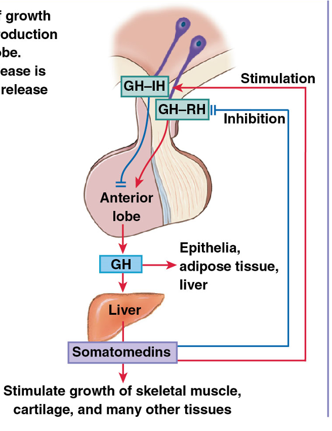 <p>Contains axon terminals of hypothalamic nerve cells — secretes hormones into blood </p>