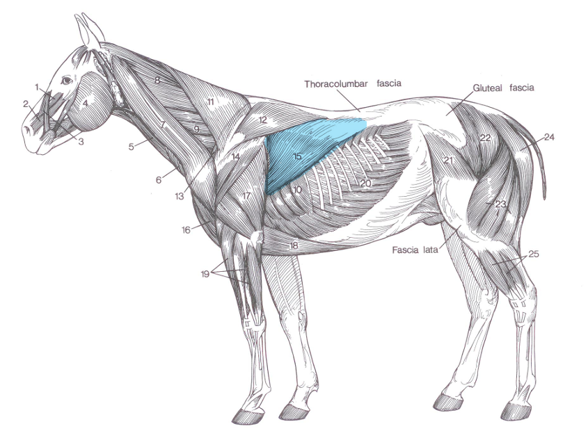 <p>Name of highlighted muscle?</p>